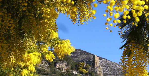 Fête du Mimosa à Roquebrun